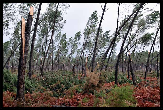 Tempête Klaus-2009 (4)
